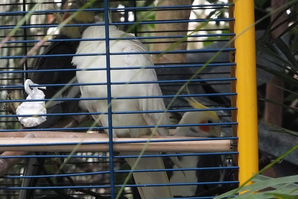Legnicka palmiarnia czeka na adopcyjnych rodziców
