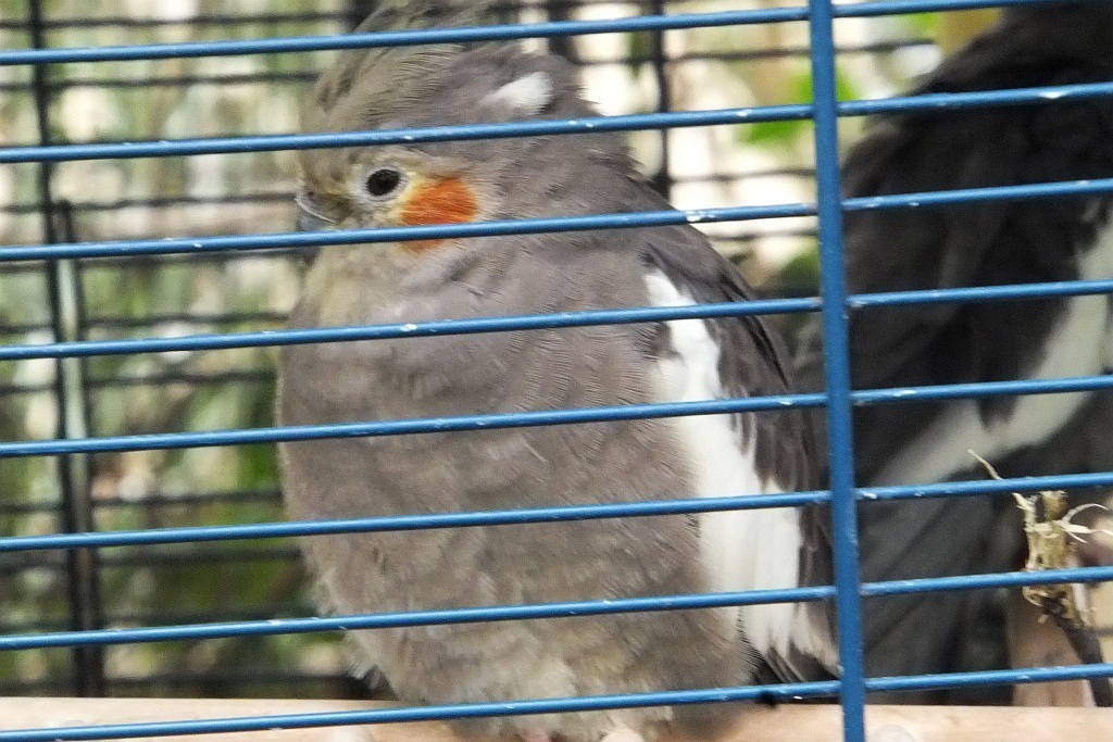 Legnicka palmiarnia czeka na adopcyjnych rodziców