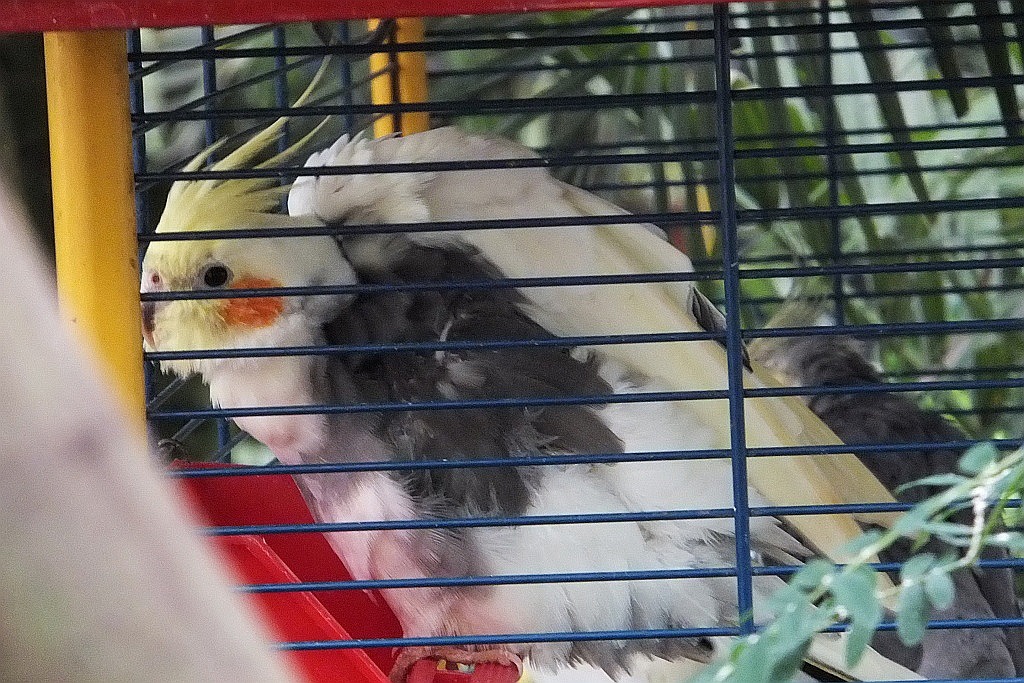 Legnicka palmiarnia czeka na adopcyjnych rodziców