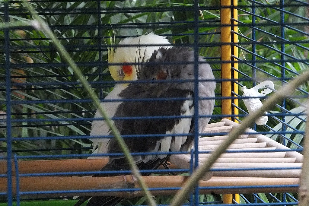 Legnicka palmiarnia czeka na adopcyjnych rodziców