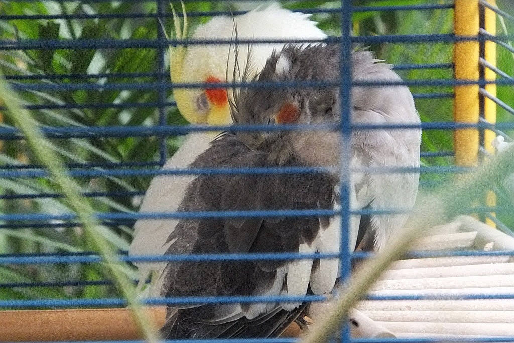 Legnicka palmiarnia czeka na adopcyjnych rodziców
