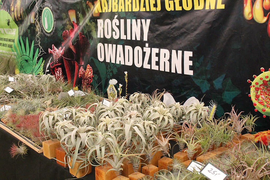 „Żarłoczne rośliny” rozpanoszyły się w legnickiej palmiarni