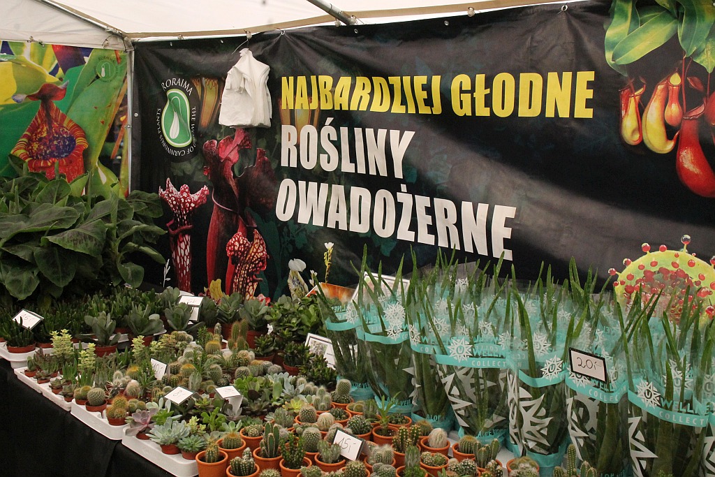 „Żarłoczne rośliny” rozpanoszyły się w legnickiej palmiarni