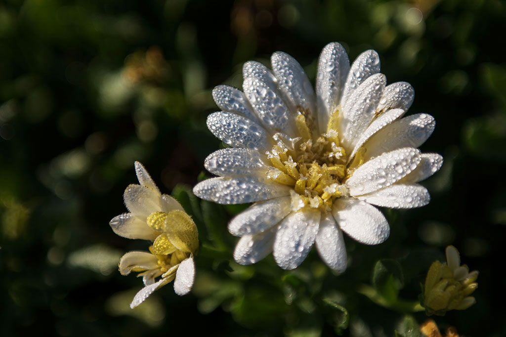 Legnicki Park Miejski o poranku wygląda olśniewająco