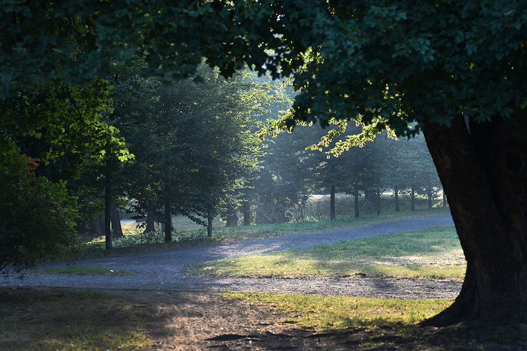 Legnicki Park Miejski o poranku wygląda olśniewająco
