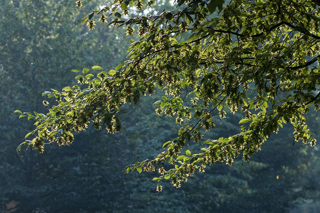 Legnicki Park Miejski o poranku wygląda olśniewająco