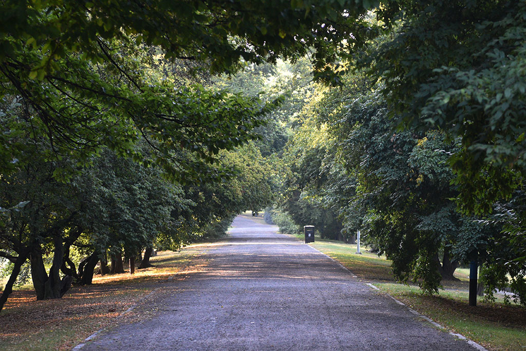 Legnicki Park Miejski o poranku wygląda olśniewająco