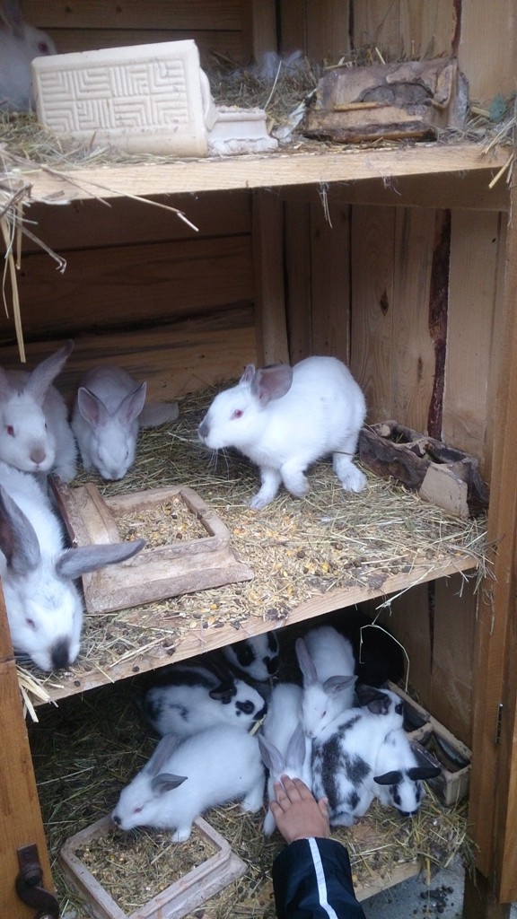 „Letnia Przygoda Edukacyjna” i inne atrakcje w Golance Górnej