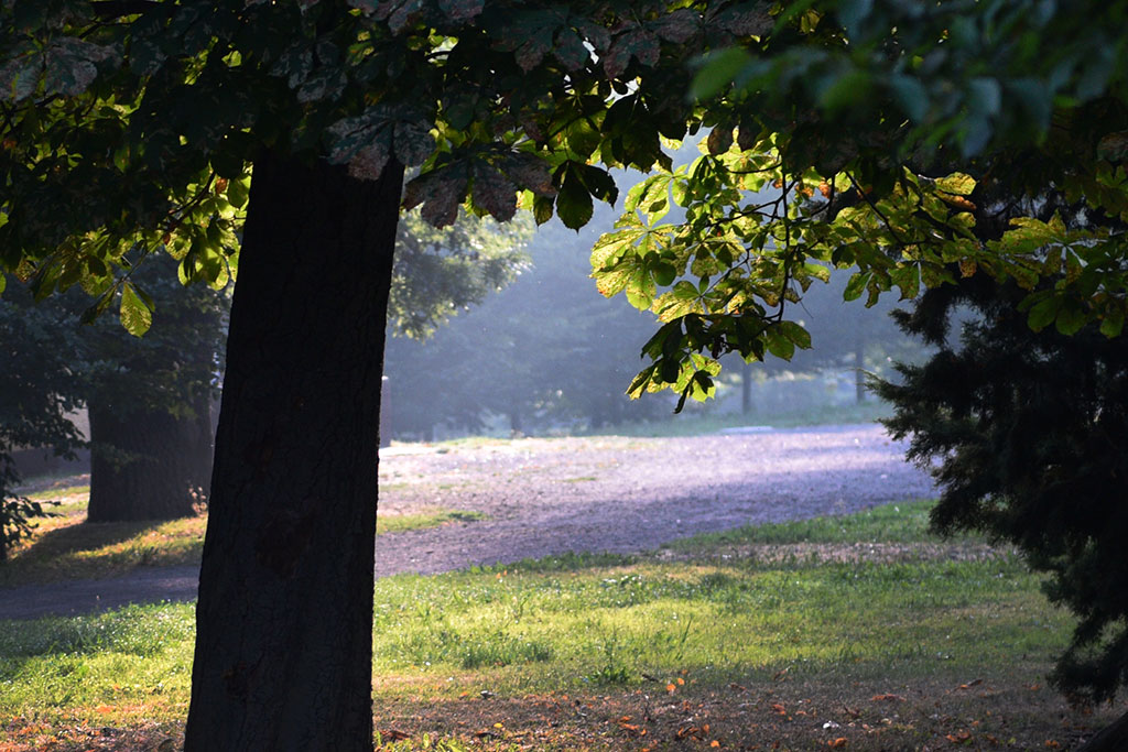Legnicki Park Miejski o poranku wygląda olśniewająco