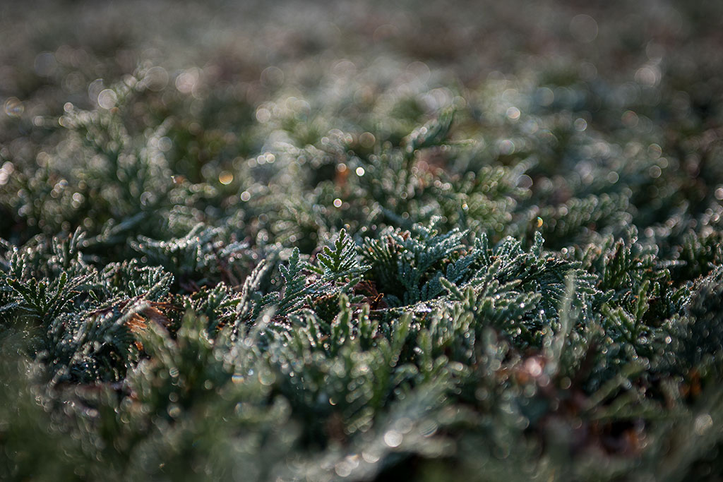Legnicki Park Miejski o poranku wygląda olśniewająco