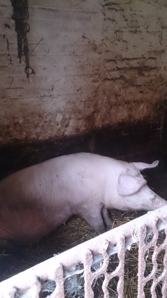 „Letnia Przygoda Edukacyjna” i inne atrakcje w Golance Górnej