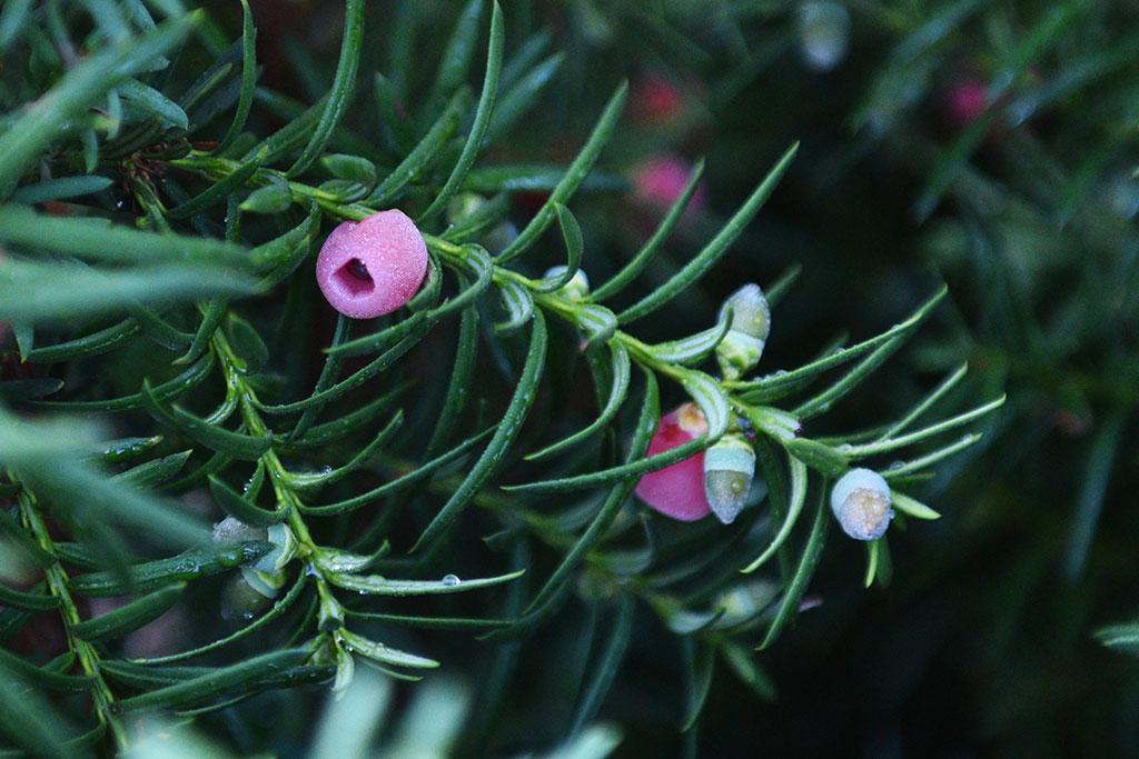 Legnicki Park Miejski o poranku wygląda olśniewająco