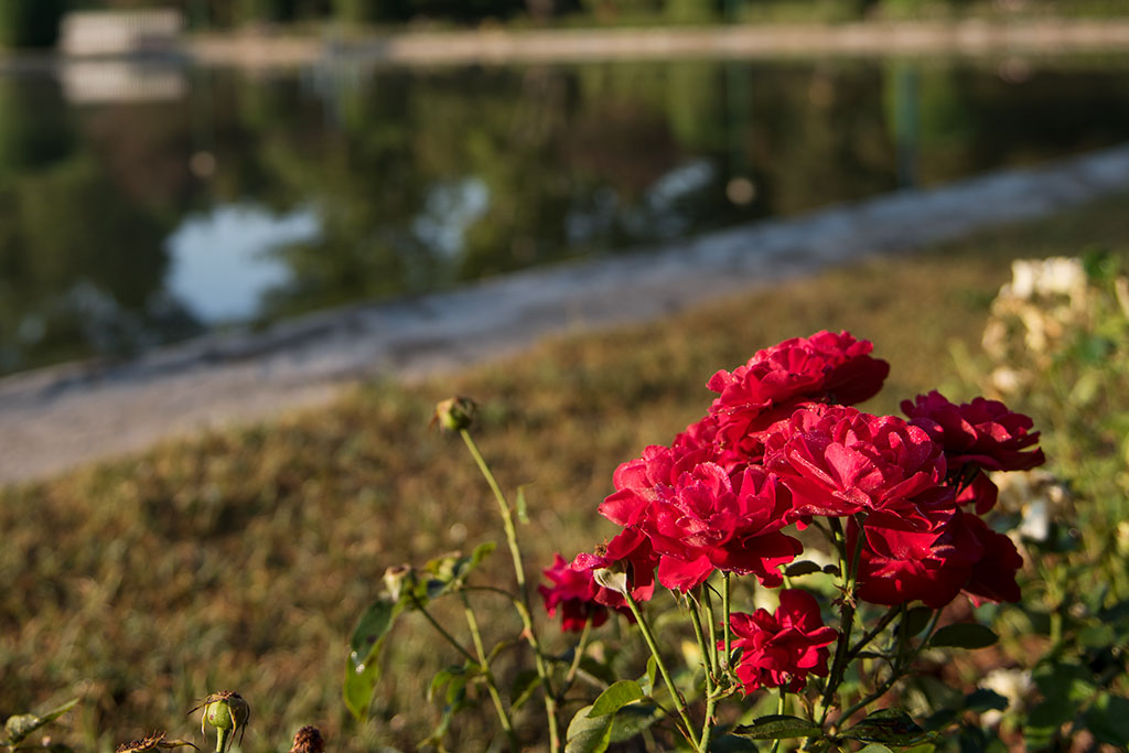 Legnicki Park Miejski o poranku wygląda olśniewająco