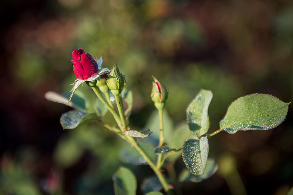 Legnicki Park Miejski o poranku wygląda olśniewająco
