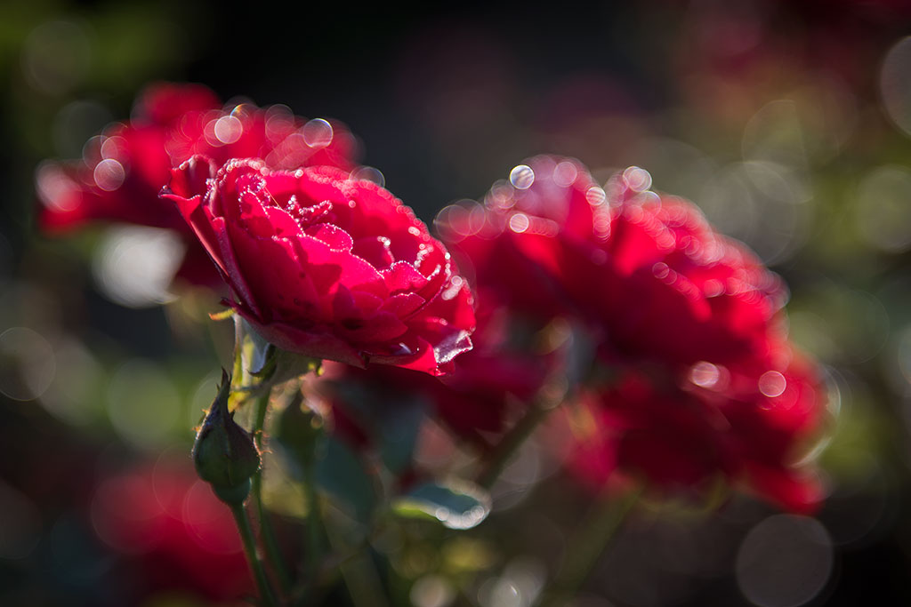 Legnicki Park Miejski o poranku wygląda olśniewająco