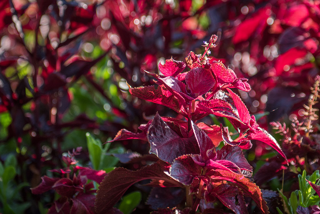 Legnicki Park Miejski o poranku wygląda olśniewająco