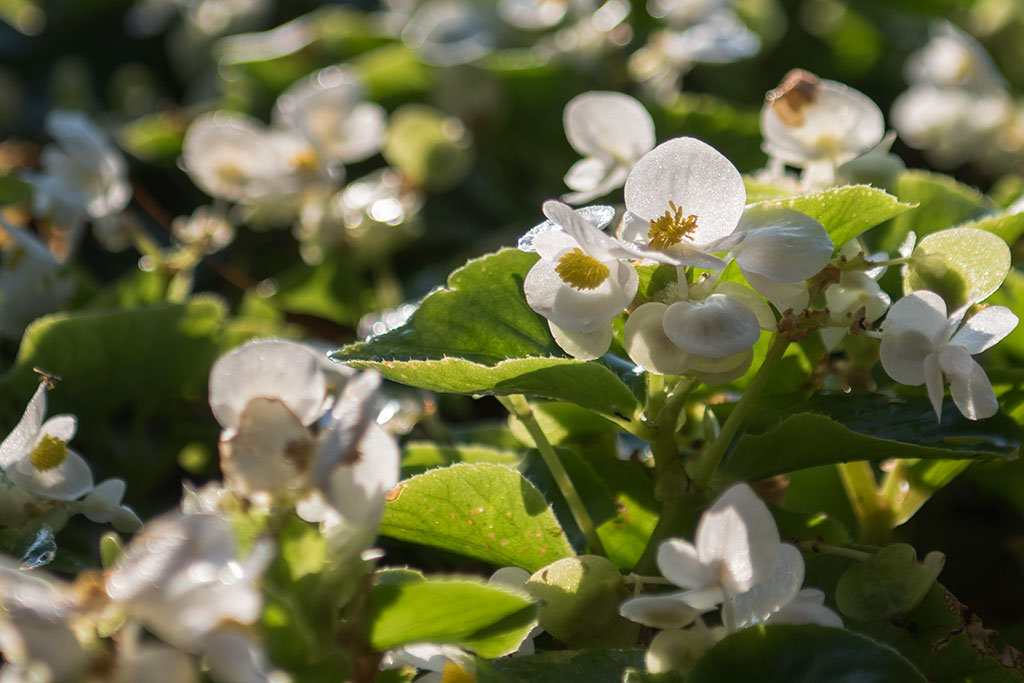 Legnicki Park Miejski o poranku wygląda olśniewająco