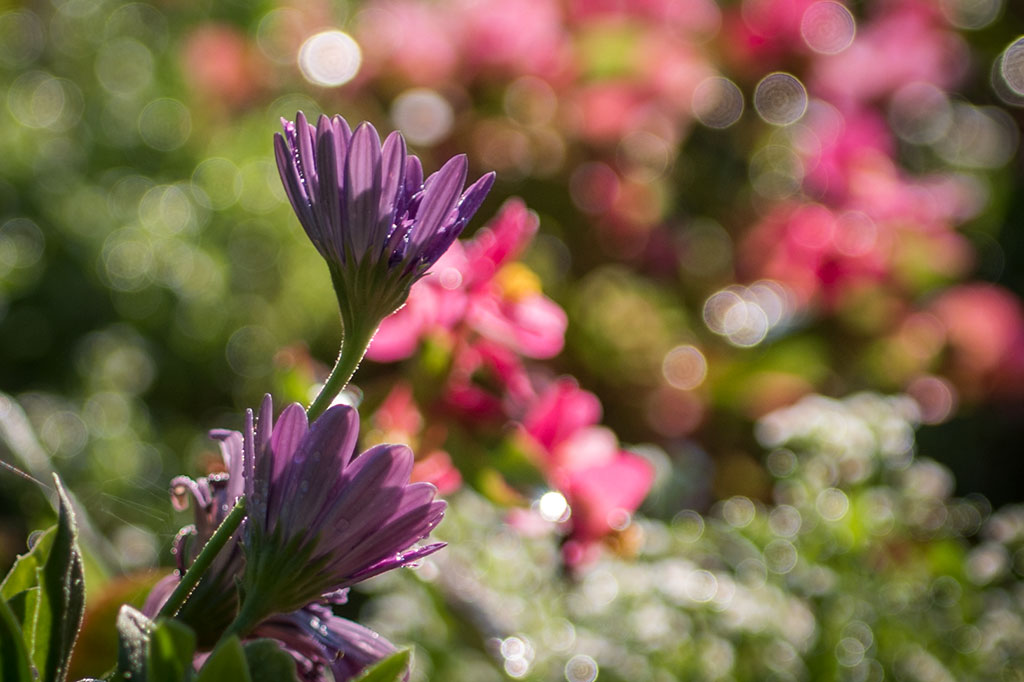 Legnicki Park Miejski o poranku wygląda olśniewająco