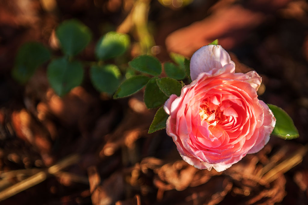 Legnicki Park Miejski o poranku wygląda olśniewająco