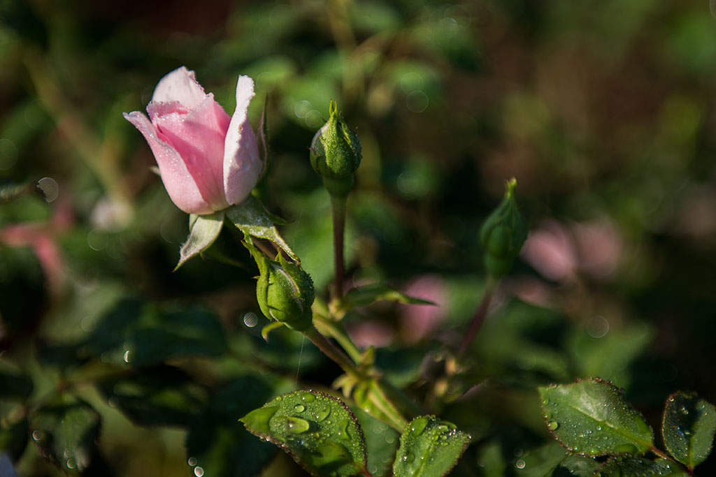 Legnicki Park Miejski o poranku wygląda olśniewająco