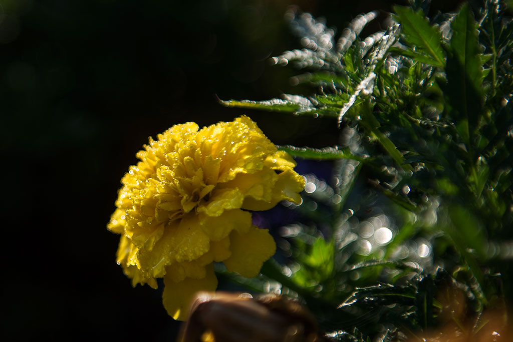 Legnicki Park Miejski o poranku wygląda olśniewająco