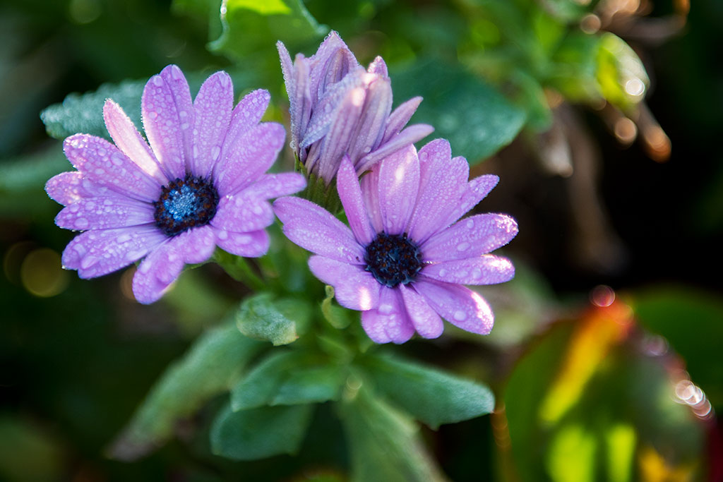 Legnicki Park Miejski o poranku wygląda olśniewająco