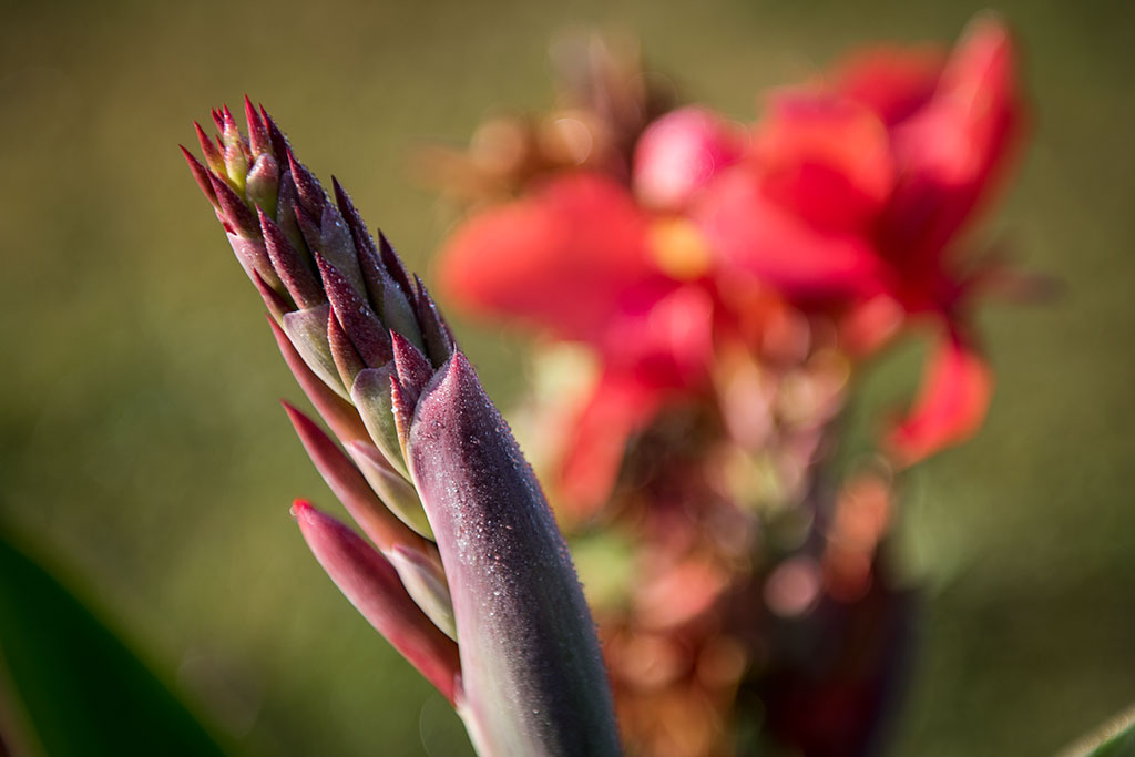 Legnicki Park Miejski o poranku wygląda olśniewająco