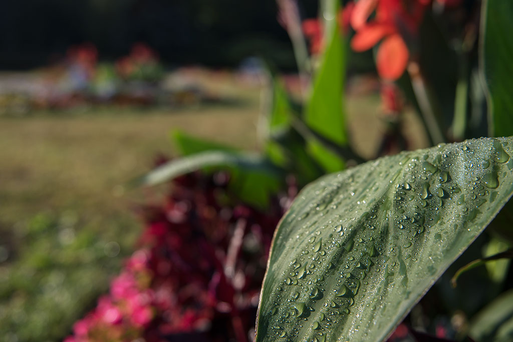 Legnicki Park Miejski o poranku wygląda olśniewająco