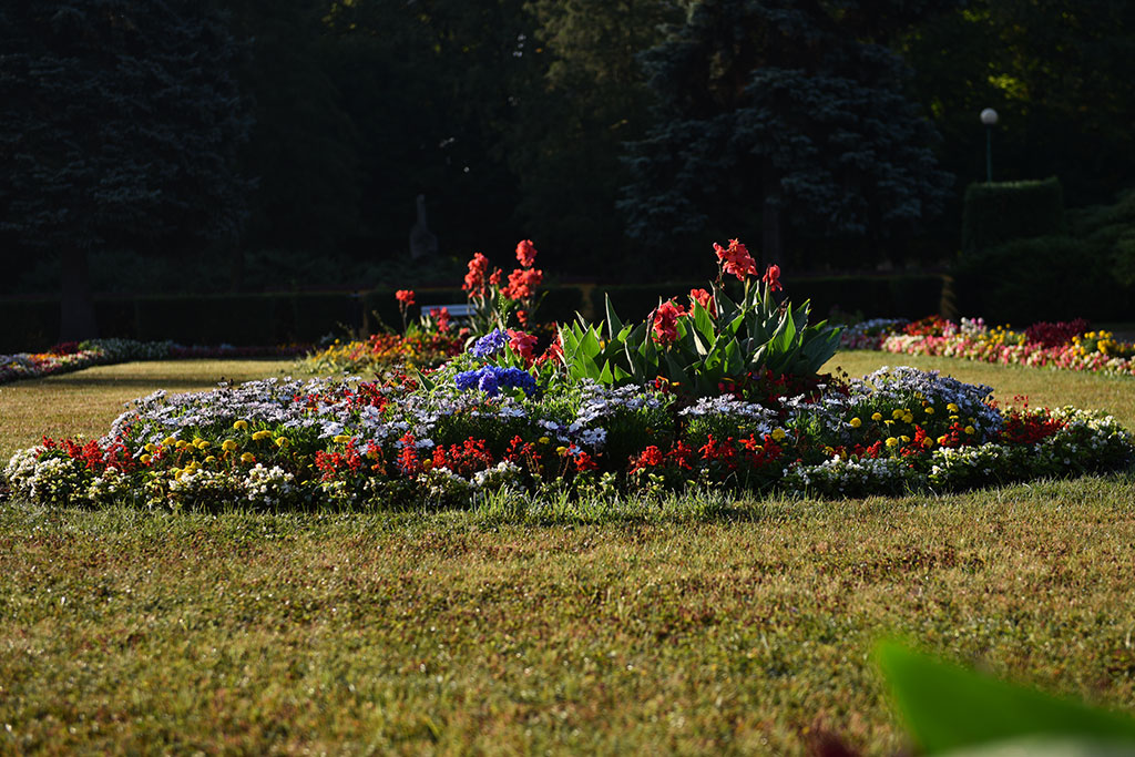 Legnicki Park Miejski o poranku wygląda olśniewająco
