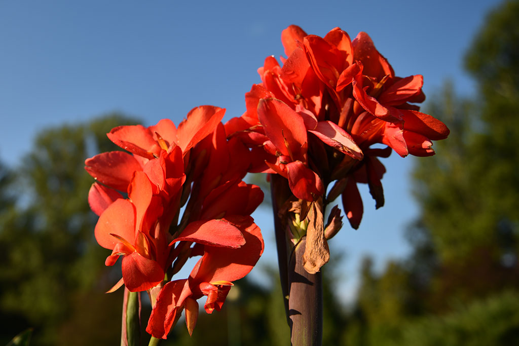 Legnicki Park Miejski o poranku wygląda olśniewająco