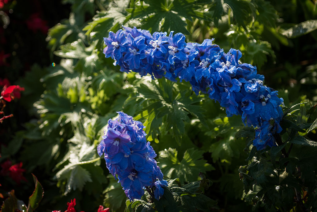 Legnicki Park Miejski o poranku wygląda olśniewająco