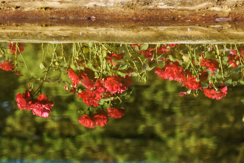 Legnicki Park Miejski o poranku wygląda olśniewająco