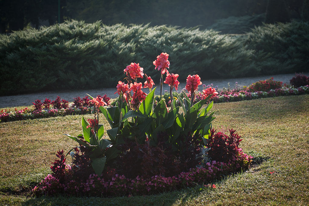 Legnicki Park Miejski o poranku wygląda olśniewająco