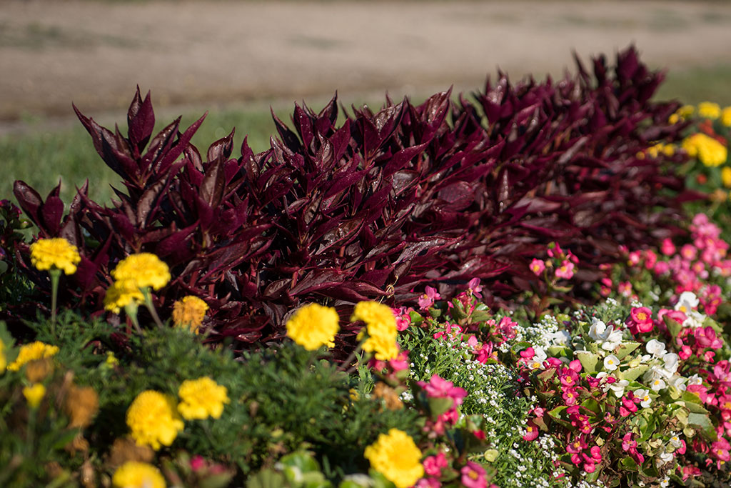 Legnicki Park Miejski o poranku wygląda olśniewająco