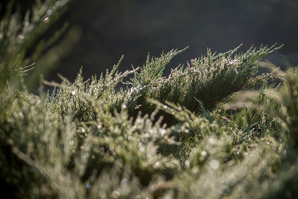 Legnicki Park Miejski o poranku wygląda olśniewająco