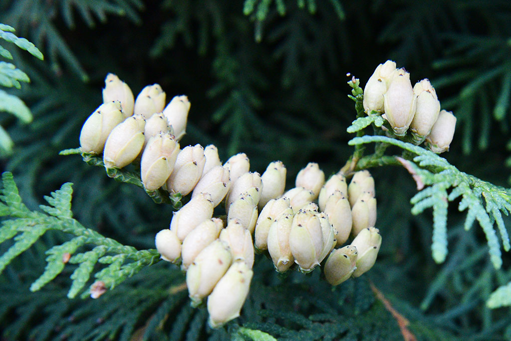 Legnicki Park Miejski o poranku wygląda olśniewająco
