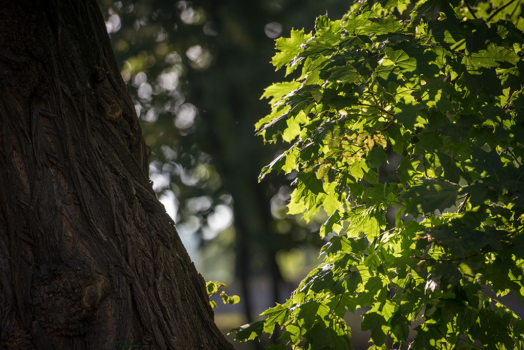 Legnicki Park Miejski o poranku wygląda olśniewająco