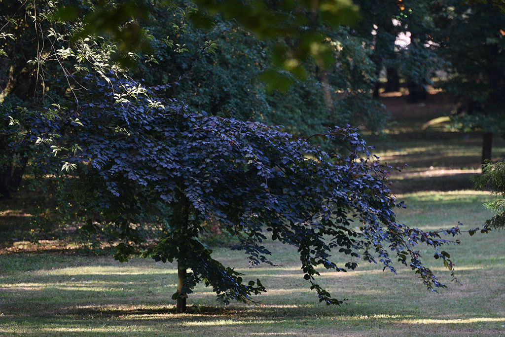 Legnicki Park Miejski o poranku wygląda olśniewająco