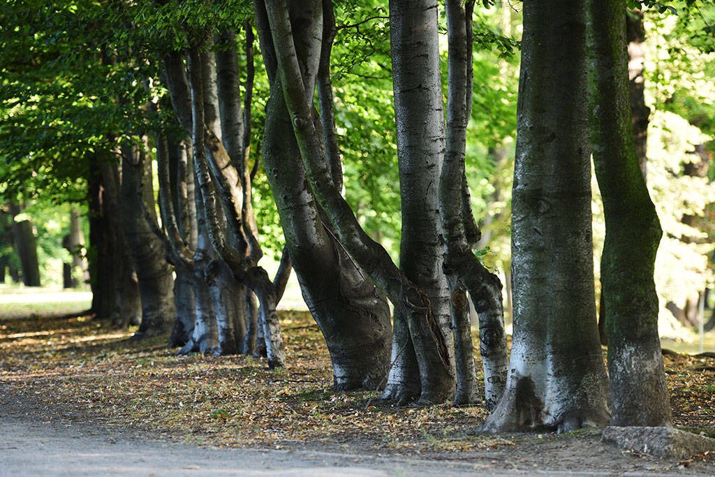 Legnicki Park Miejski o poranku wygląda olśniewająco