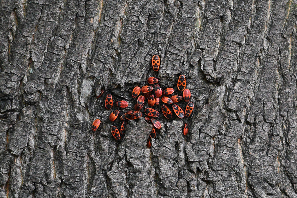 Legnicki Park Miejski o poranku wygląda olśniewająco