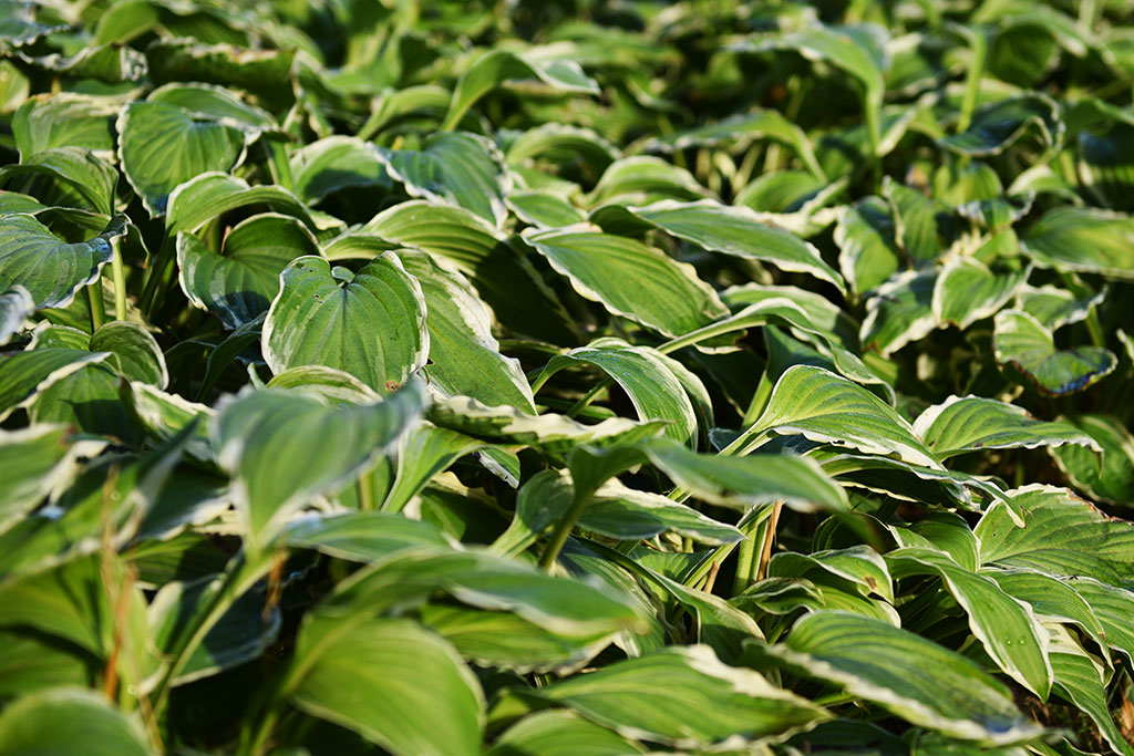 Legnicki Park Miejski o poranku wygląda olśniewająco