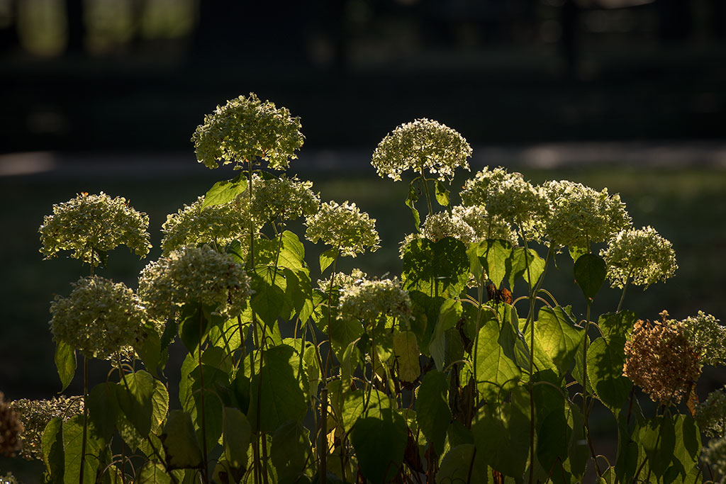 Legnicki Park Miejski o poranku wygląda olśniewająco