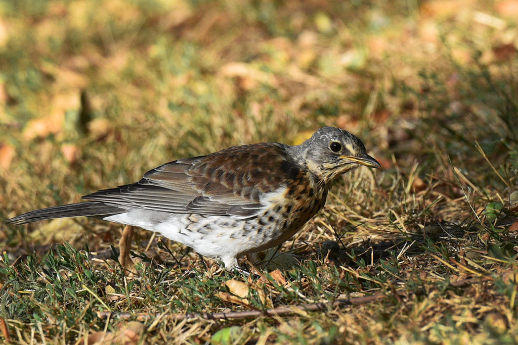 Legnicki Park Miejski o poranku wygląda olśniewająco