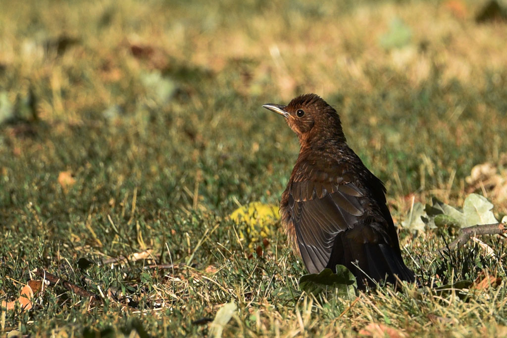 Legnicki Park Miejski o poranku wygląda olśniewająco