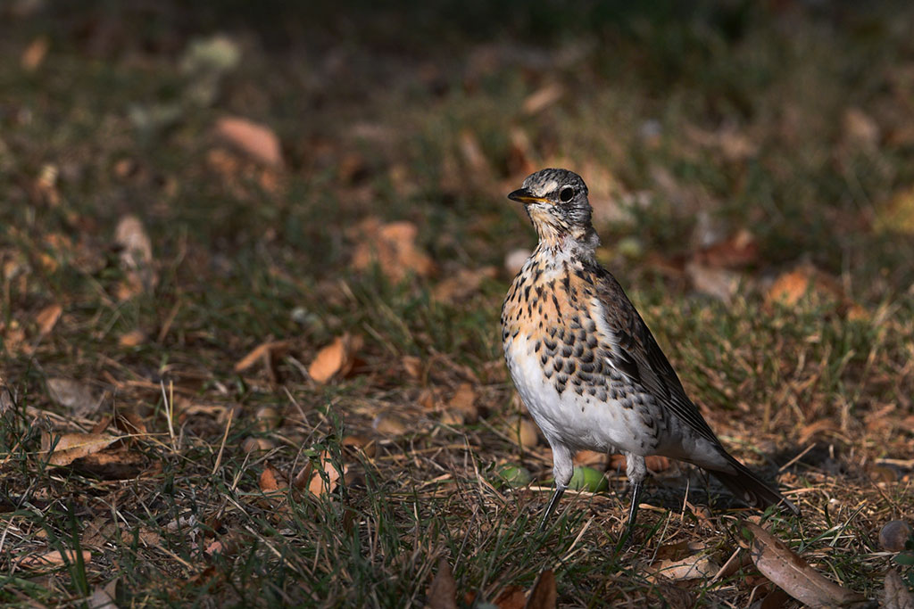 Legnicki Park Miejski o poranku wygląda olśniewająco