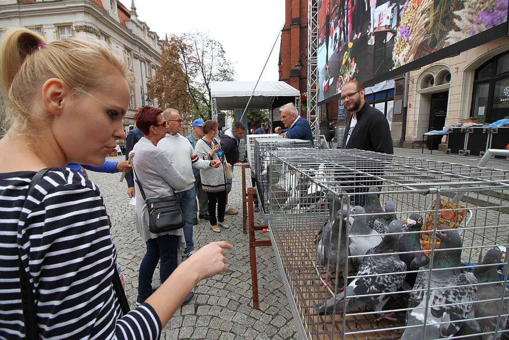 Działkowcy i pszczelarze opanowali legnicki rynek