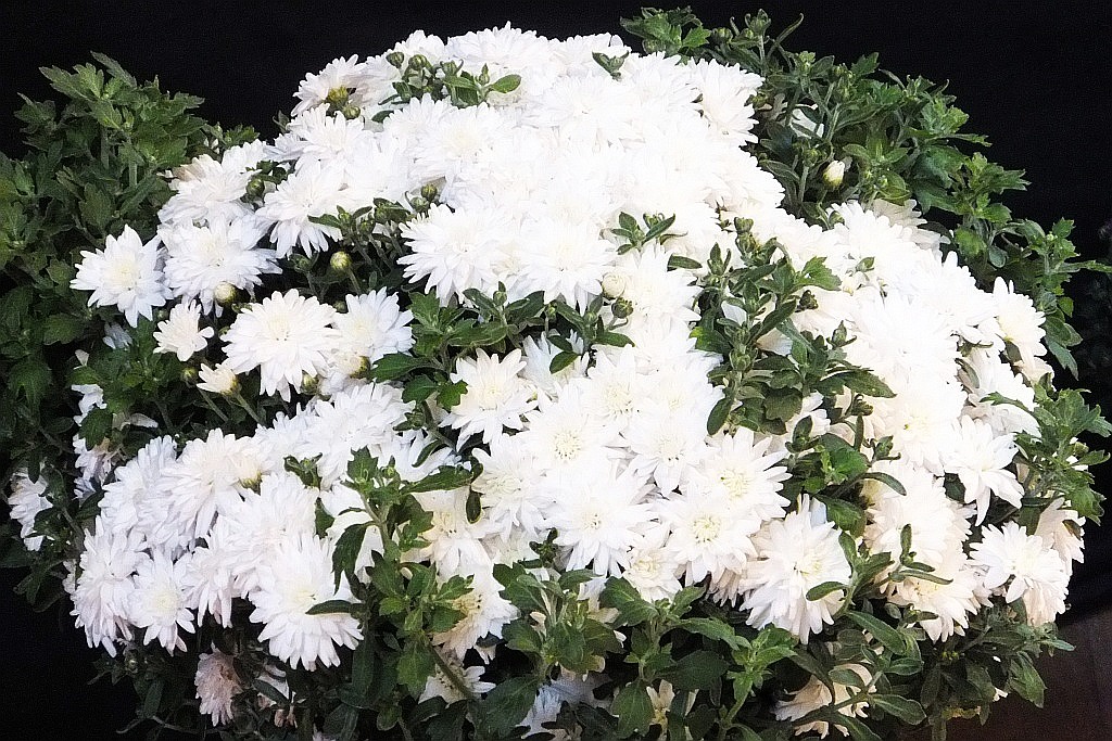 Miejska inauguracja roku szkolnego odbyła się w Sali Maneżowej