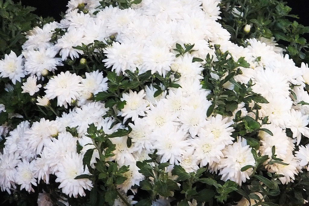 Miejska inauguracja roku szkolnego odbyła się w Sali Maneżowej