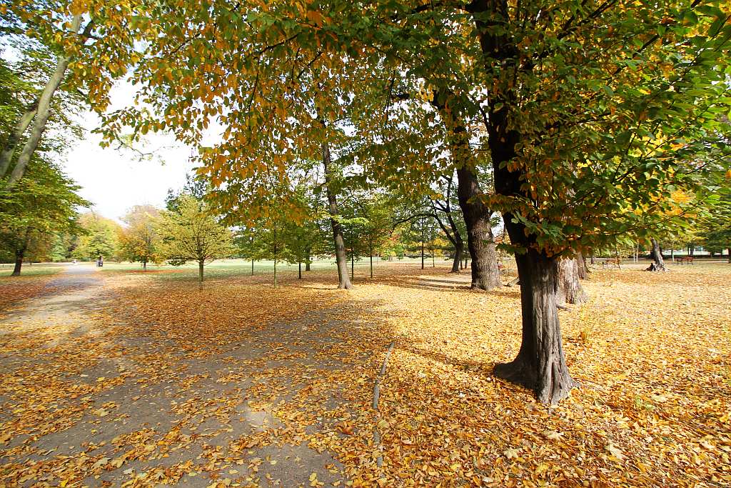 Legnicki park zachwyca spacerowiczów barwami jesieni