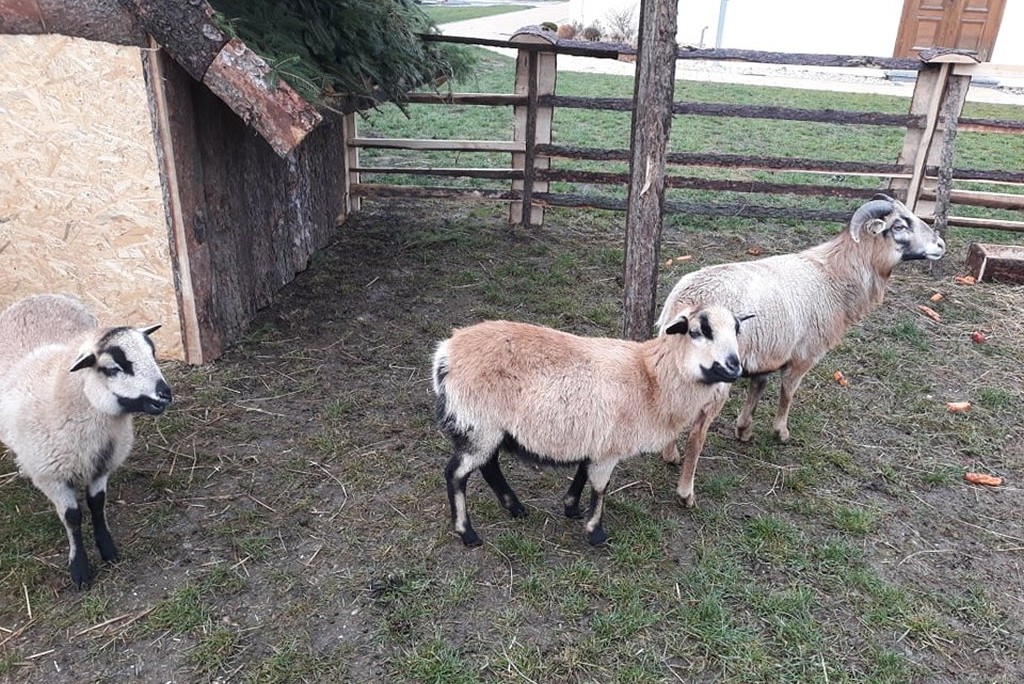 W Taczalinie powstaje żywa Szopka  Bożonarodzeniowa